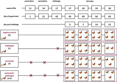 Aerosol vaccination of chicken pullets with irradiated avian pathogenic Escherichia coli induces a local immunostimulatory effect